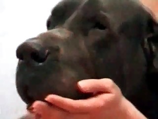 zootube beastality porn videos