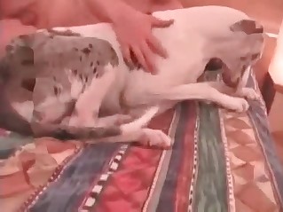 White hound is totally dominated by a horny zoophile