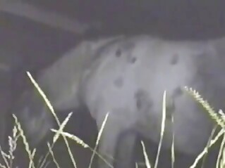 Romance in the air as mare gets fucked silly