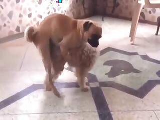 Dogs fucking other dogs in a kinky video