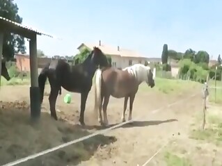 Horse fucking with a sexy animal mating hard