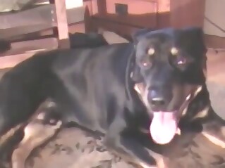 Guy is going to moan with a rotty dick deeper