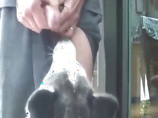 Zoophilic dude teasing husky into eating cum