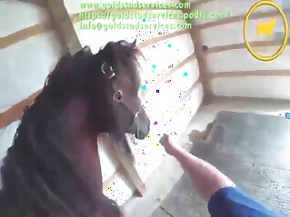 Big dick horse gets to show its goodies too