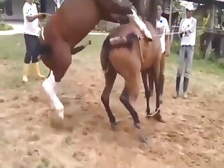 Horse pleasure scene with two animals gaping
