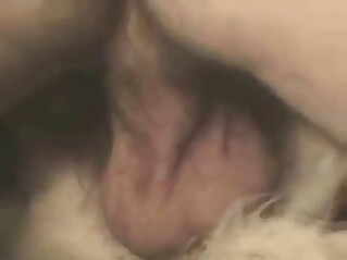 Nothing can stop a guy who gets this dog off