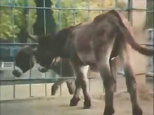 Donkey porn has all the right ingredients too