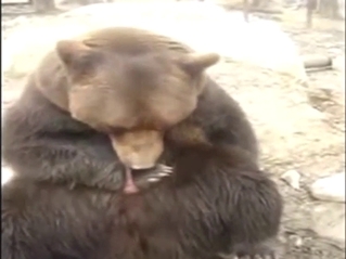 Zoo solo scene with a brown bear jerking off hard