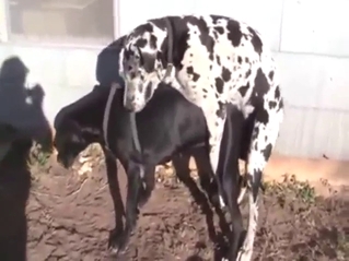 Zoo XXX with a big dog fucking a smaller one hard