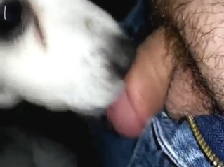 Zoo XXX with a non-erect dick 