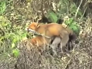 Red fox fuck deep in the woods, it's crazy stuff