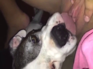 Cute puppy is gonna get off with lots of licking