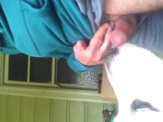 White dog is going to lick the guy's hard penis