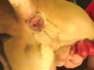 Dog is going to enjoy a nice, sloppy blowjob