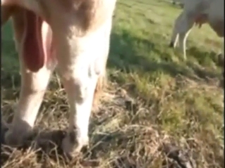 Zoo porn showing bull nuts getting pleased too