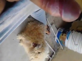 Bestiality sex with a dude training his slutty dog