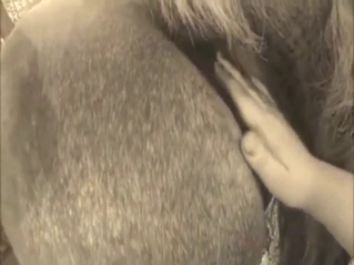 Stallion porn movie: lots of close-up fingering